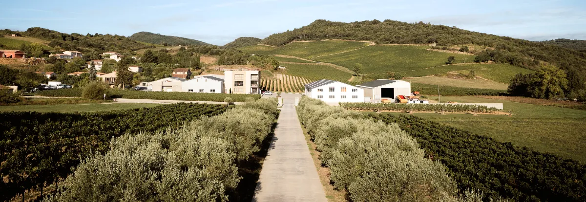 Le Vignoble du Domaine Capdepon - Villelongue, Aude